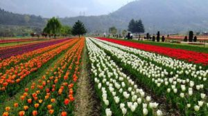 Indira Gandhi Memorial Tulip Garden