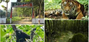 dampa tiger reserve