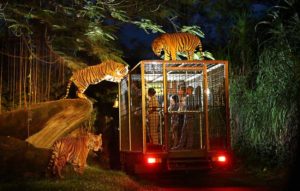 Singapore Zoo and Night Safari