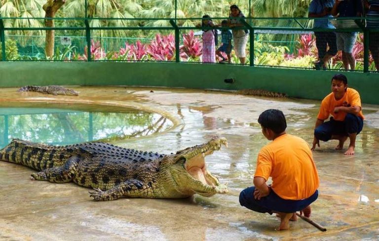 Crocodile-Adventureland-Langkawi