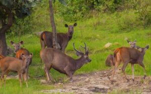 Mudumalai National Park