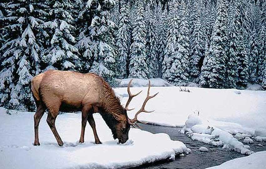 Dachigam National Park