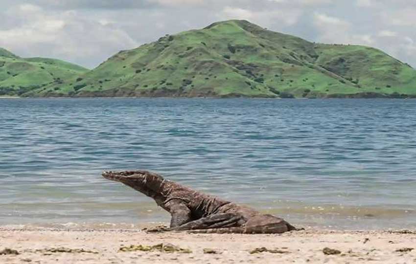 komodo island indonesia