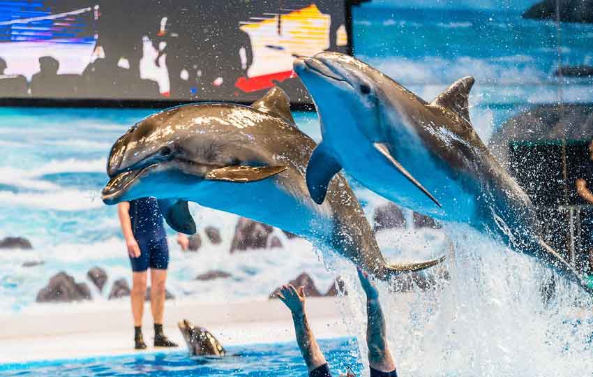 Dubai Dolphinarium dubai