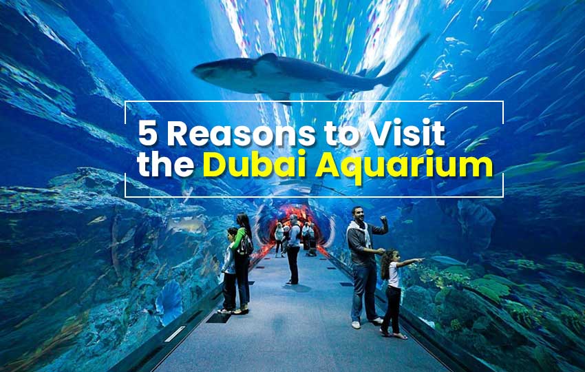 Visit the Dubai Aquarium