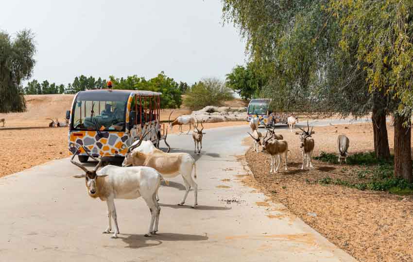 dubai safari park