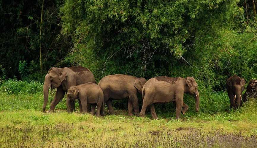 wildlife of kerala