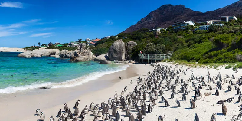 Cape peninsula tour