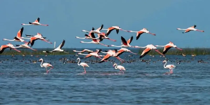 chilka lake