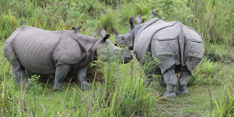chitwan national park