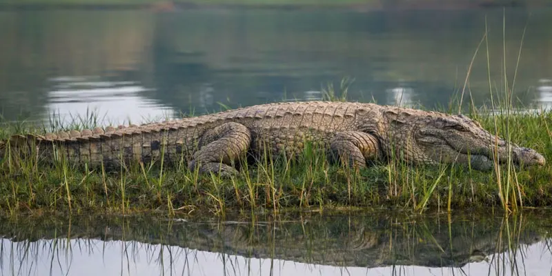 chitwan national park in nepal