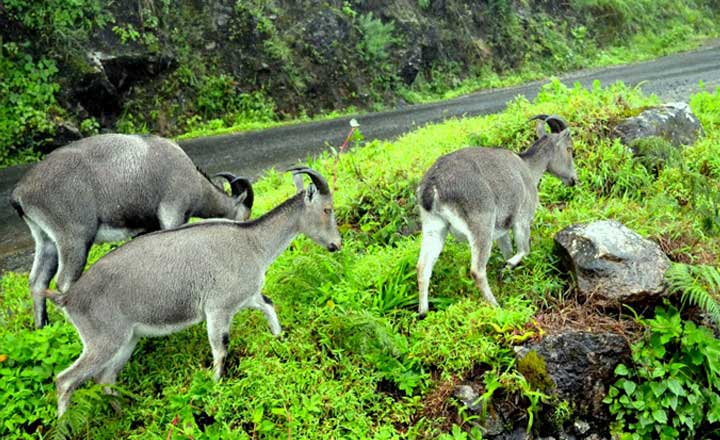 Eravikulam National Park