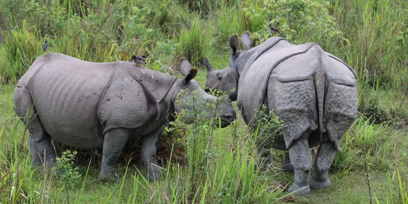Kaziranga National Park