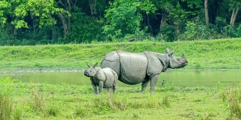 kaziranga tour Packages
