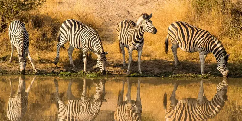 Kruger National Park Safari