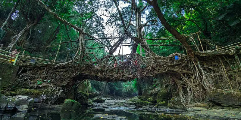 living root bridge meghalaya