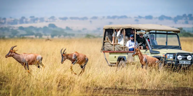 maasai mara