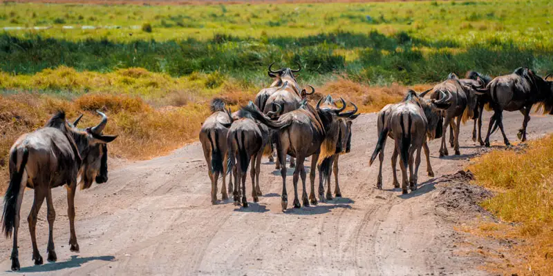 manyara National Park