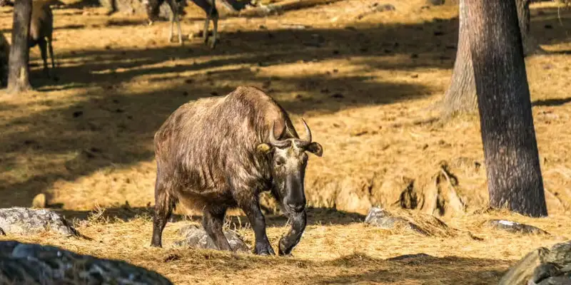 Motithang mini zoo