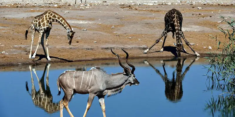 nairobi waterhole