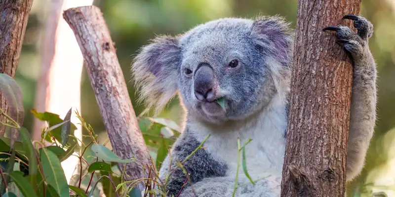 WILD LIFE Sydney Zoo