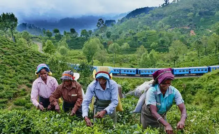 tea plantations sri lanka