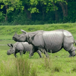 Kaziranga National Park