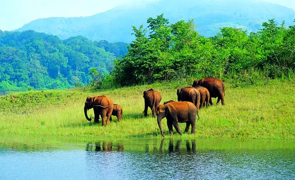 Periyar National Park in Kerala