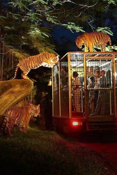 Night Safari