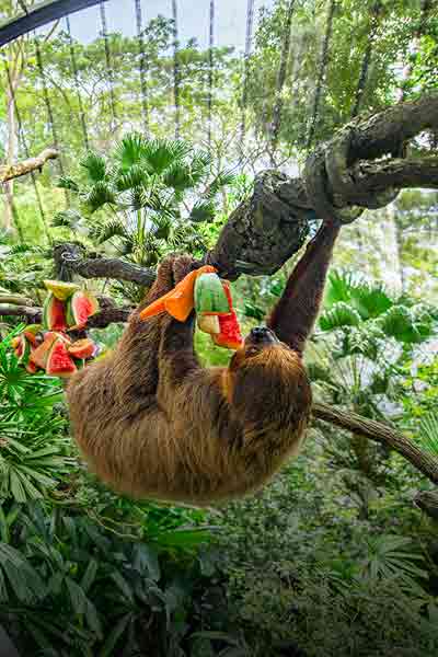 Singapore Zoo