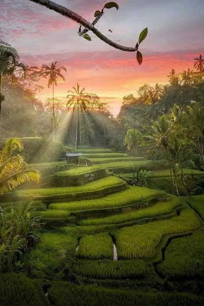 Tegallalang Rice Terraces