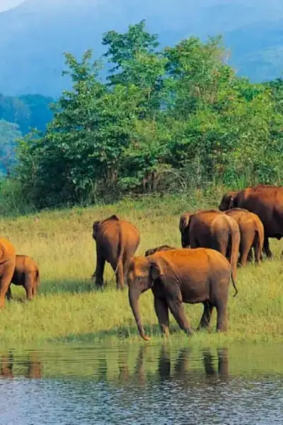 Periyar National Park, Thekkady