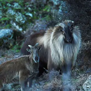 Manali Wildlife Sanctuary