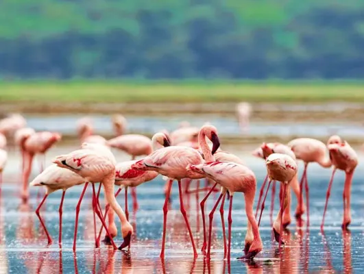 Thorn Tree Safari With Lake Naivasha Tour