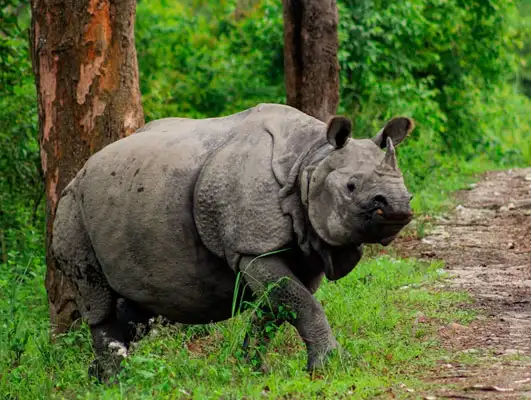 Splendid Tour of Nepal